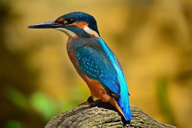 Common Kingfisher Common Kingfisher