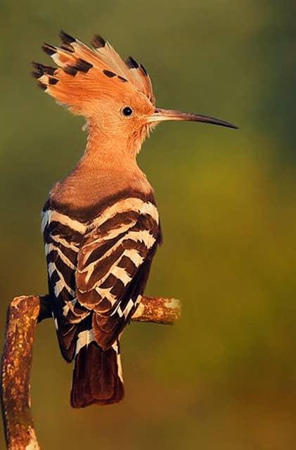 Eurasian Hoopoe Eurasian Hoopoe