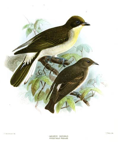 Honeybird Honeybird