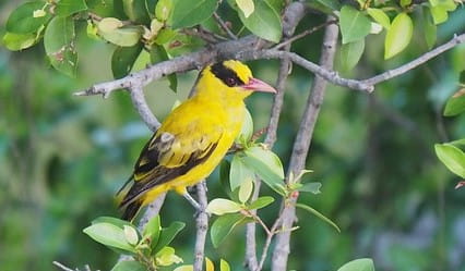 Indian Golden Oriole Indian Golden Oriole