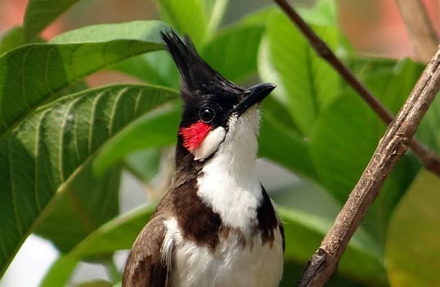 Red-whiskered Bulbul Red-whiskered Bulbul
