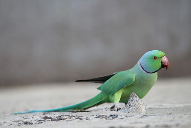 Rose-ringed Parrot Rose-ringed Parrot