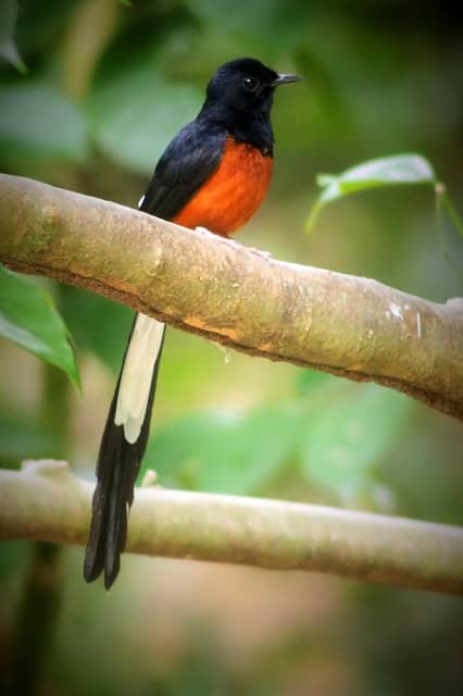 White-rumped Shama White-rumped Shama