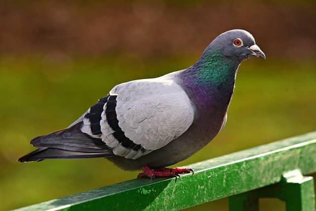 Wild Rock Pigeon Wild Rock Pigeon